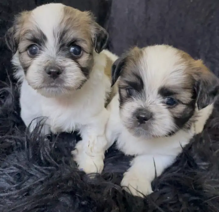 LA VEGA remato cachorros Shih Tsu en La Vega HERMOSOS  8 0 9 3 9 6 9 6 Foto 7270863-9.jpg