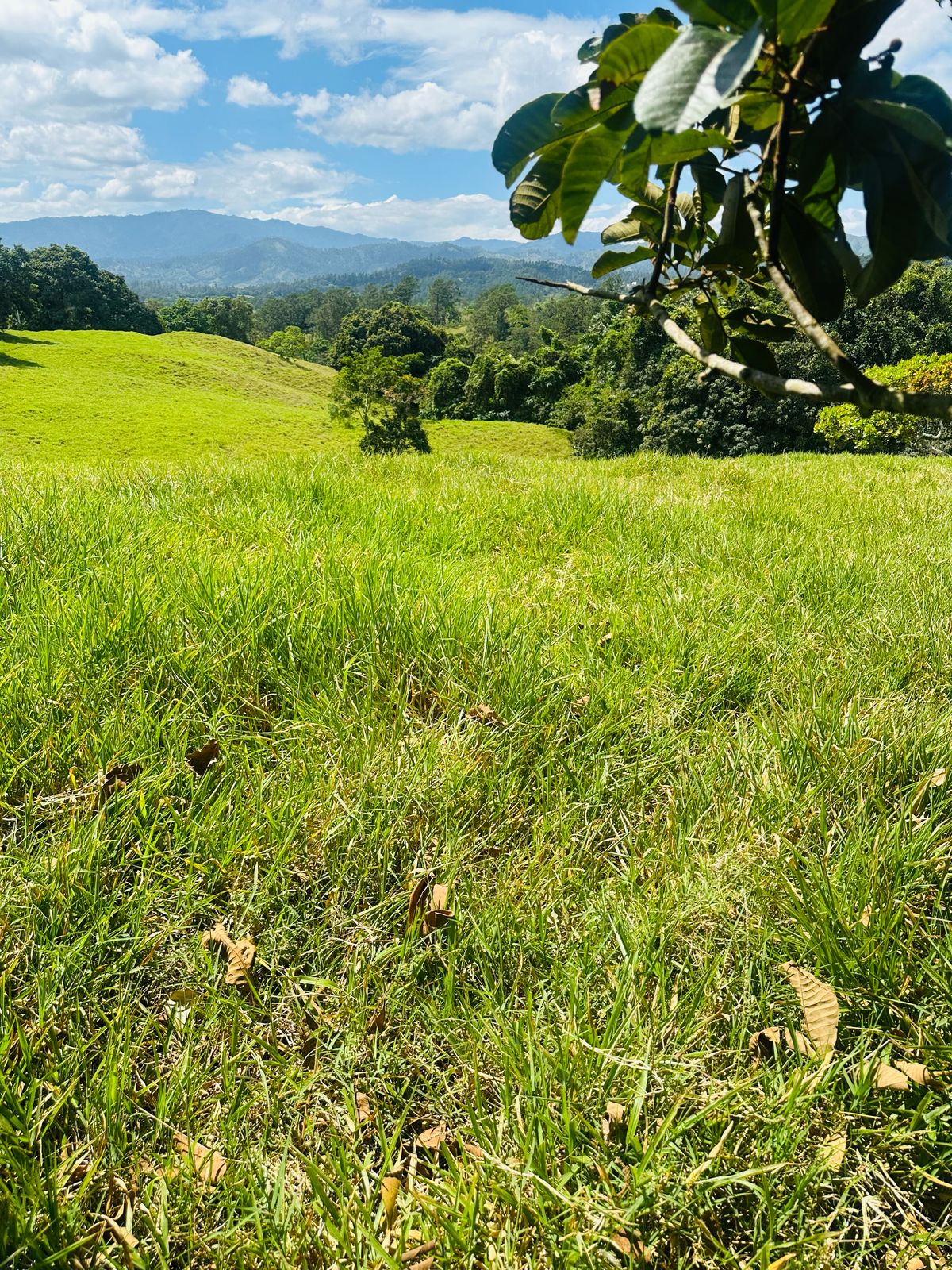 Se Vende Finca con Vista Panorámica en Jarabacoa Foto 7270898-4.jpg