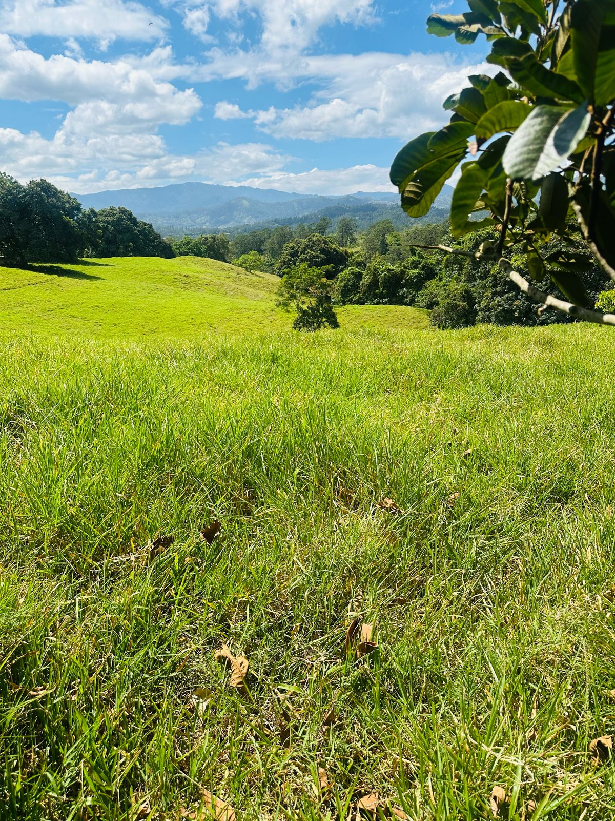 Se Vende Finca con Vista Panorámica en Jarabacoa Foto 7270898-5.jpg