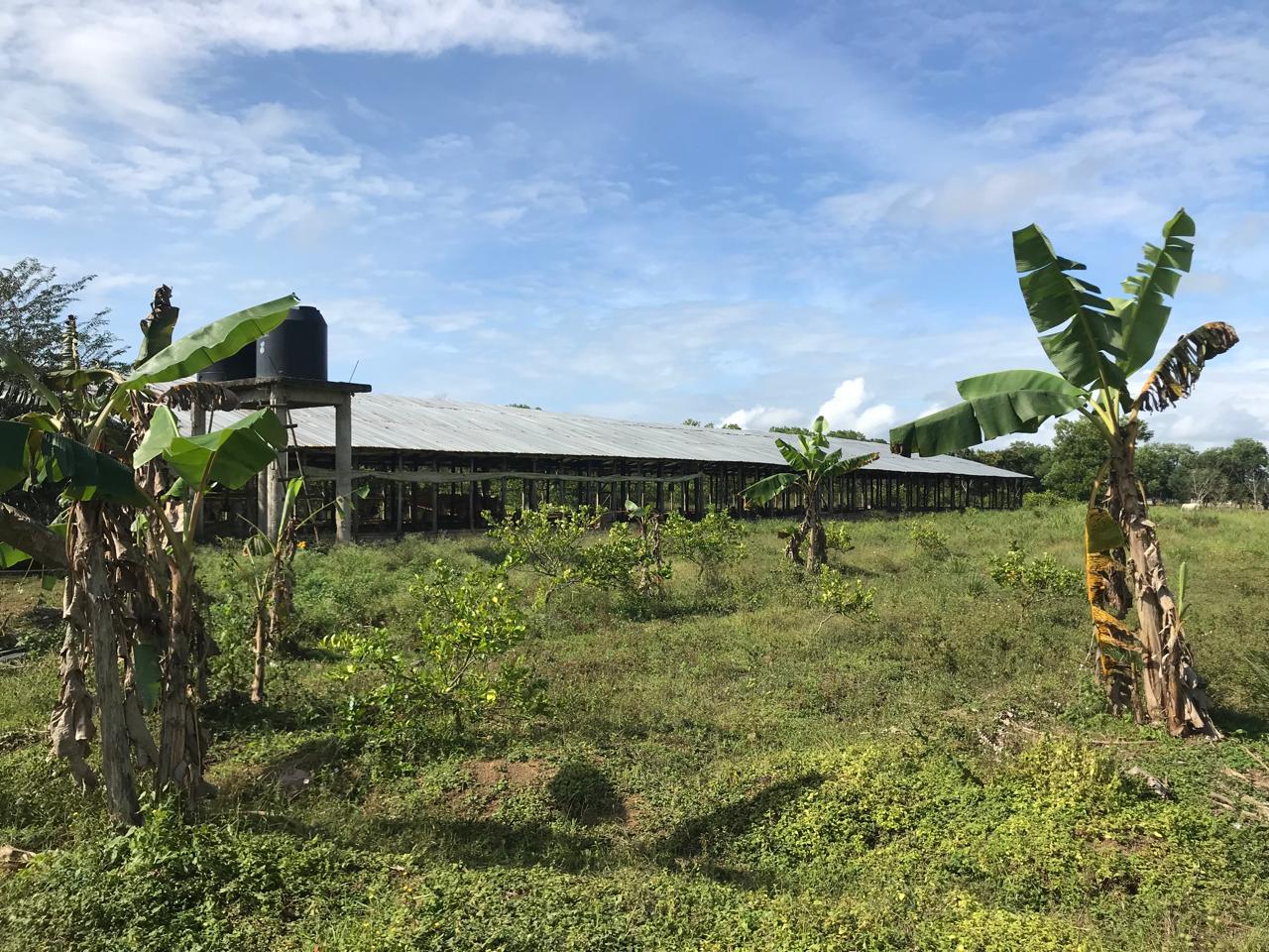 Finca de 47 tareas con granja de pollos en Monte Plata Foto 7271007-4.jpg