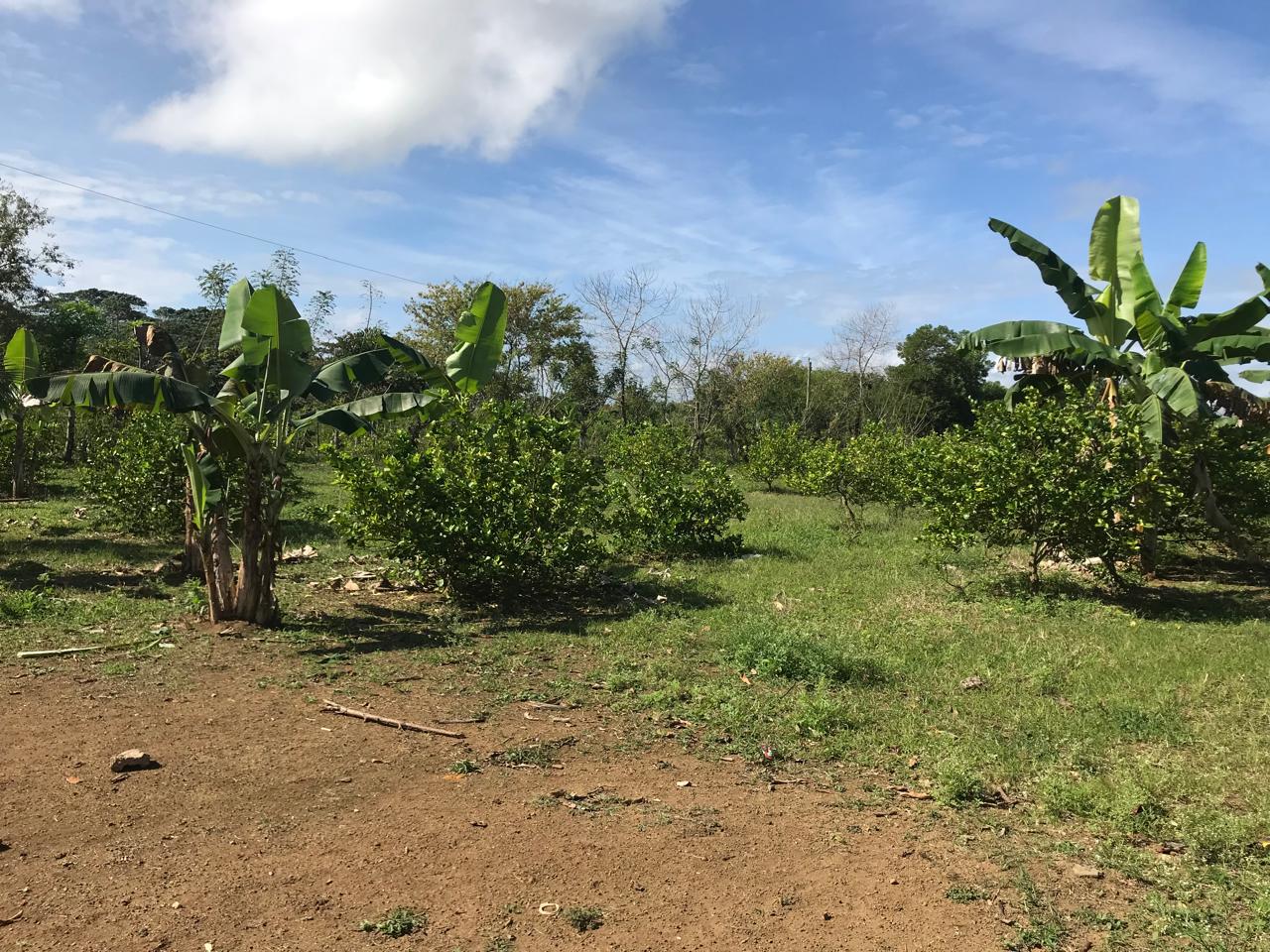 Finca de 47 tareas con granja de pollos en Monte Plata Foto 7271007-9.jpg