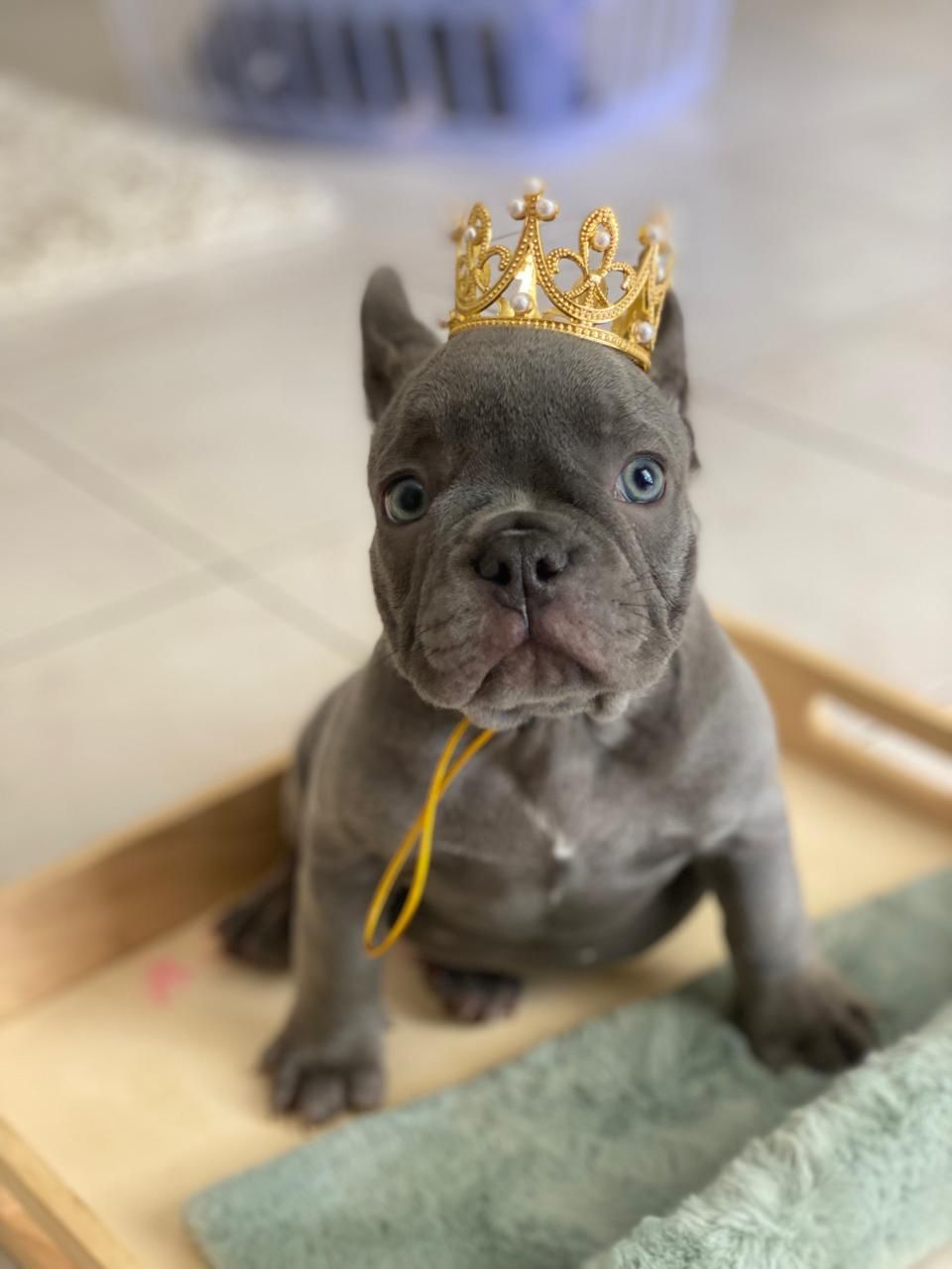 OFERTA CACHORRO BULLDOG FRANCES CON PEDIGRI  AMBOS SEXO EN SANTO DOMIN Foto 7271055-2.jpg