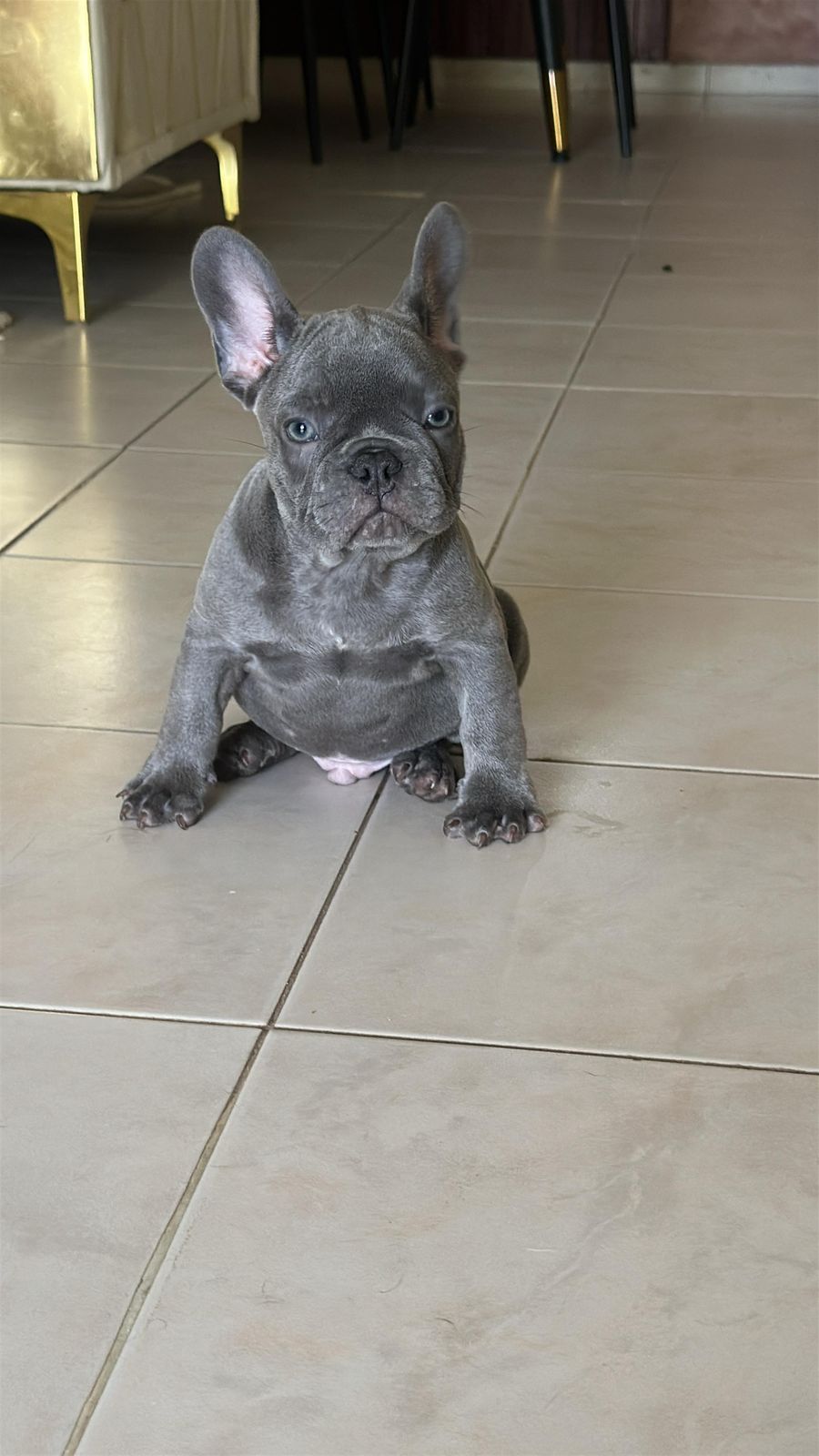 OFERTA CACHORRO BULLDOG FRANCES CON PEDIGRI  AMBOS SEXO EN SANTO DOMIN Foto 7271055-3.jpg