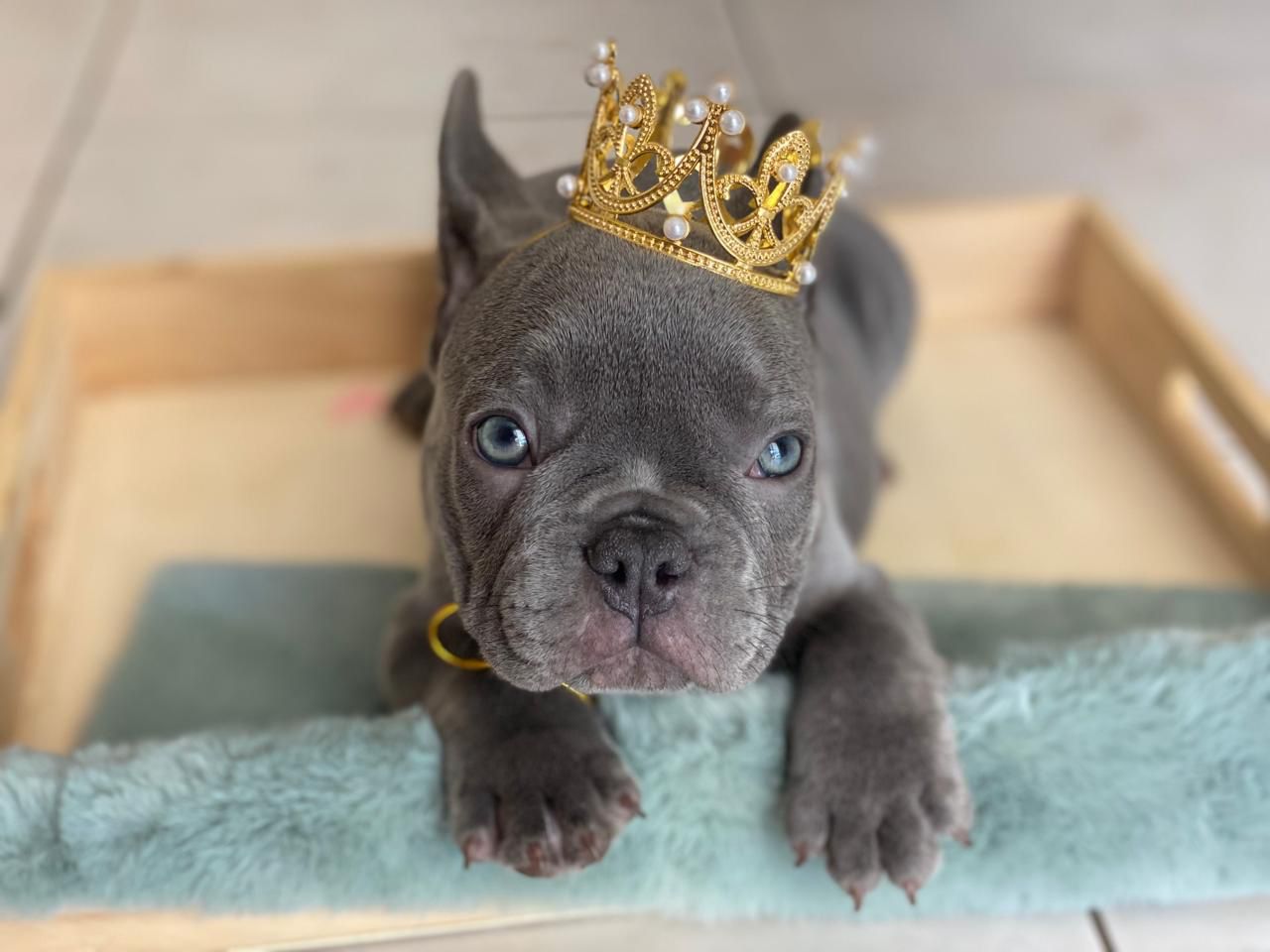OFERTA CACHORRO BULLDOG FRANCES CON PEDIGRI  AMBOS SEXO EN SANTO DOMIN Foto 7271055-4.jpg