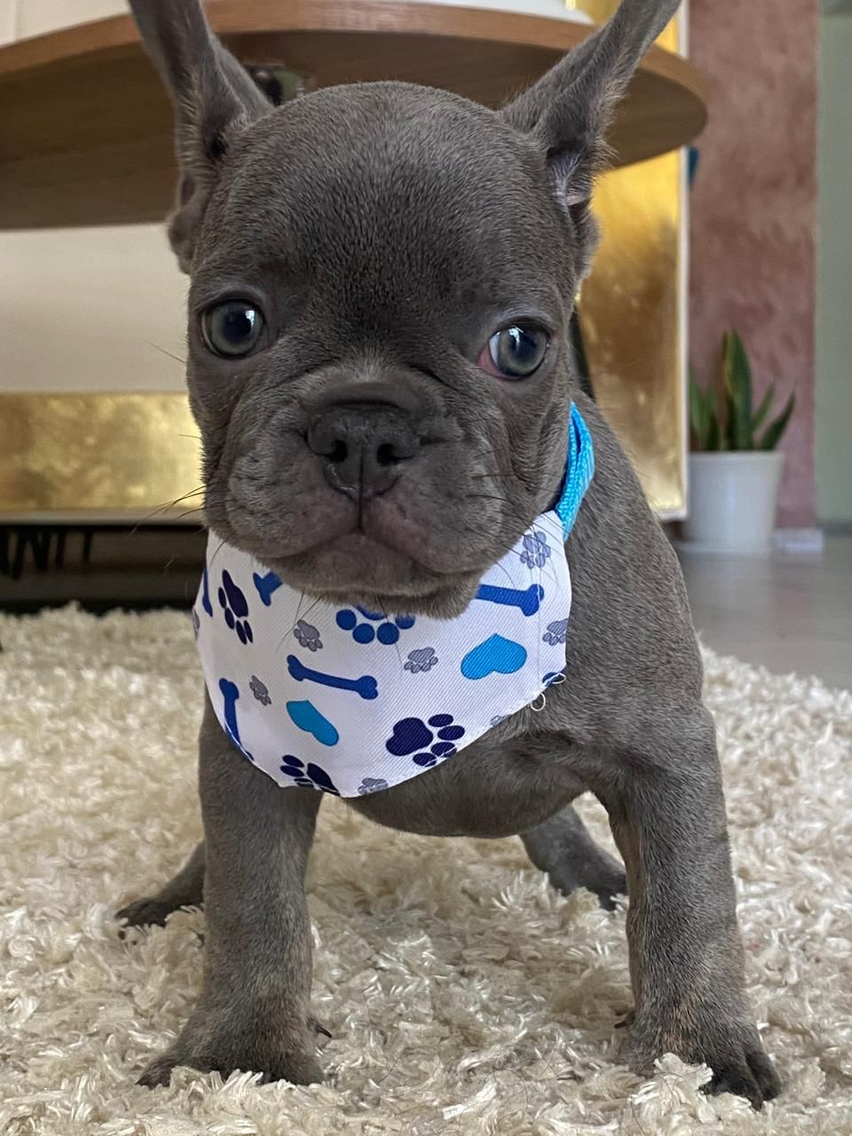 OFERTA CACHORRO BULLDOG FRANCES CON PEDIGRI  AMBOS SEXO EN SANTO DOMIN Foto 7271055-5.jpg
