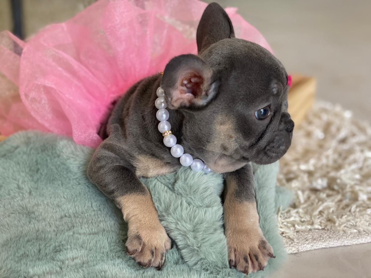 OFERTA CACHORRO BULLDOG FRANCES CON PEDIGRI  AMBOS SEXO EN SANTO DOMIN Foto 7271055-6.jpg