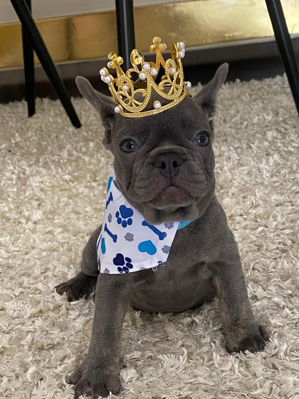 OFERTA CACHORRO BULLDOG FRANCES CON PEDIGRI  AMBOS SEXO EN SANTO DOMIN Foto 7271055-8.jpg
