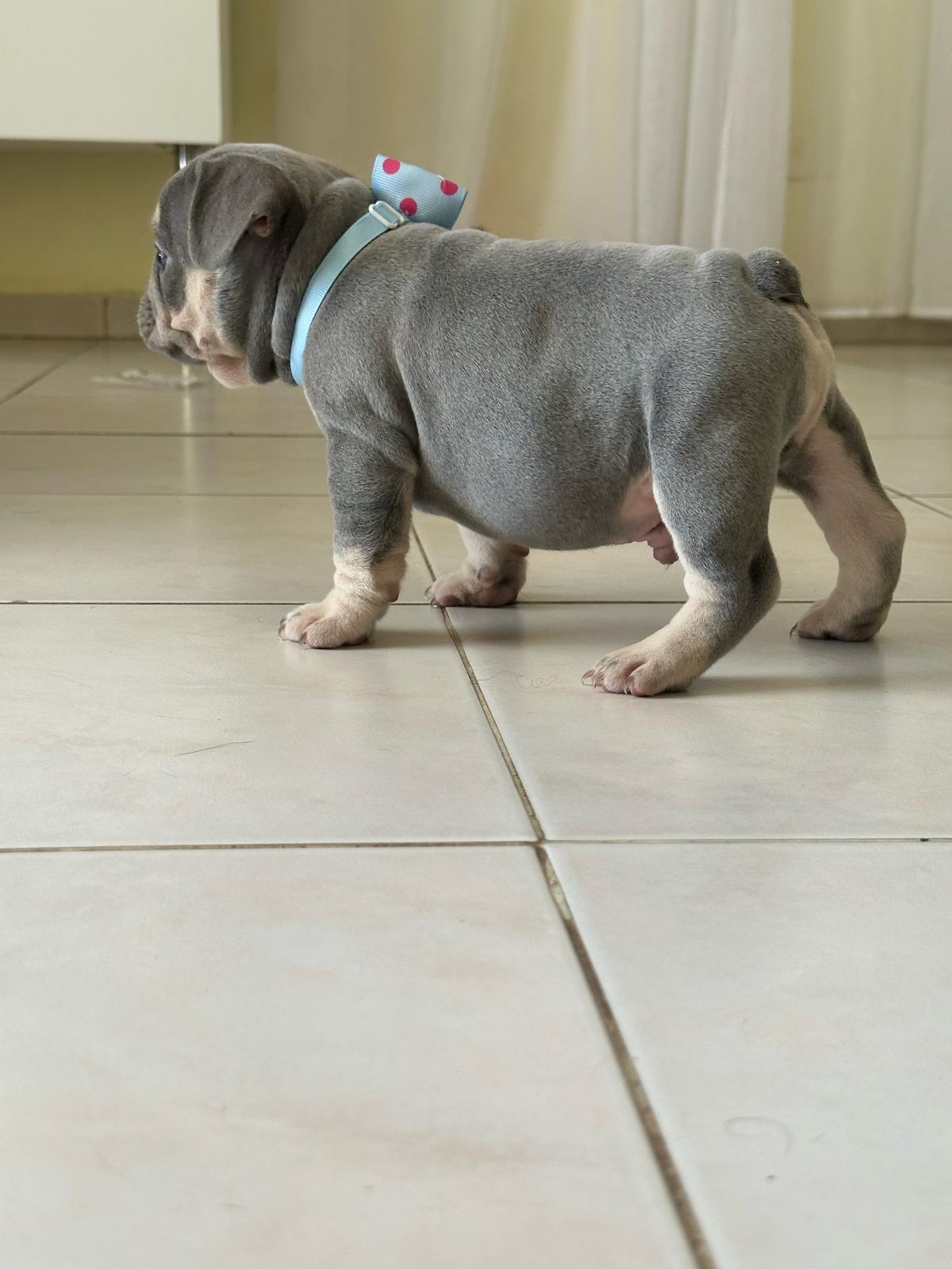 OFERTA CACHORRO BULLDOG FRANCES CON PEDIGRI  AMBOS SEXO EN SANTO DOMIN Foto 7271055-9.jpg