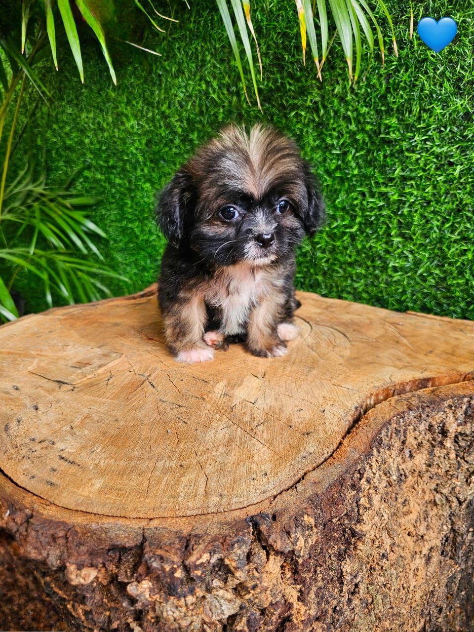 OFERTA CACHORRO SHIPOO AMBOS SEXO EN SANTO DOMINGO VACUNADOS Foto 7271060-3.jpg