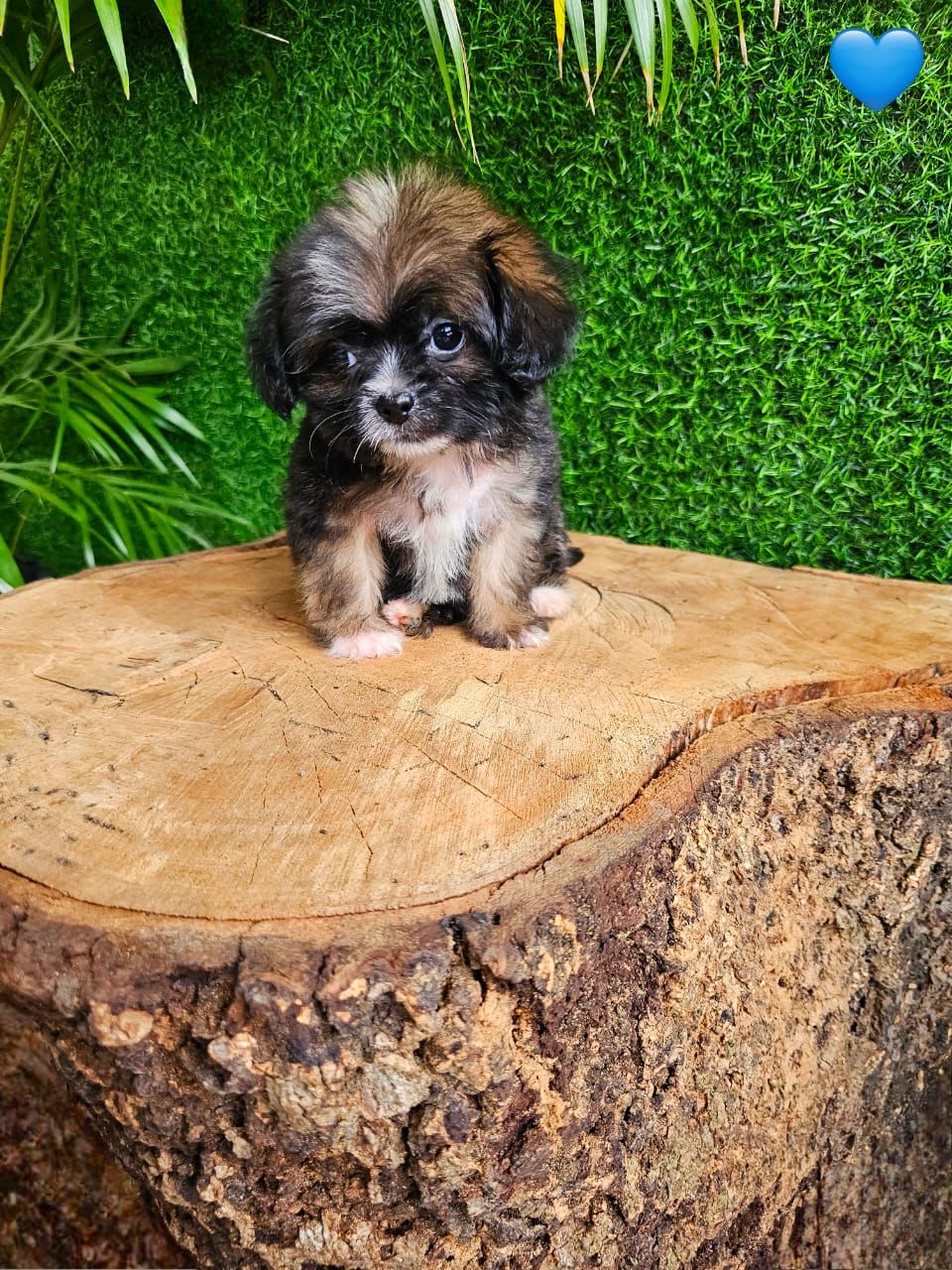OFERTA CACHORRO SHIPOO AMBOS SEXO EN SANTO DOMINGO VACUNADOS Foto 7271060-4.jpg