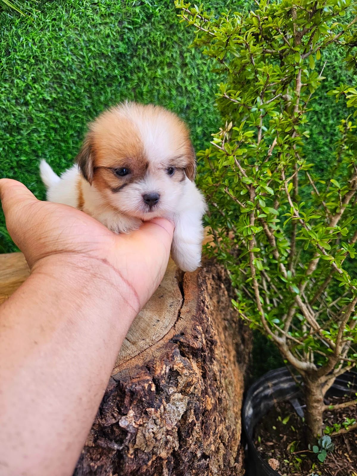 OFERTA CACHORRO SHIPOO HEMBRA EN SANTO DOMINGO Y VACUNADO Foto 7271061-2.jpg