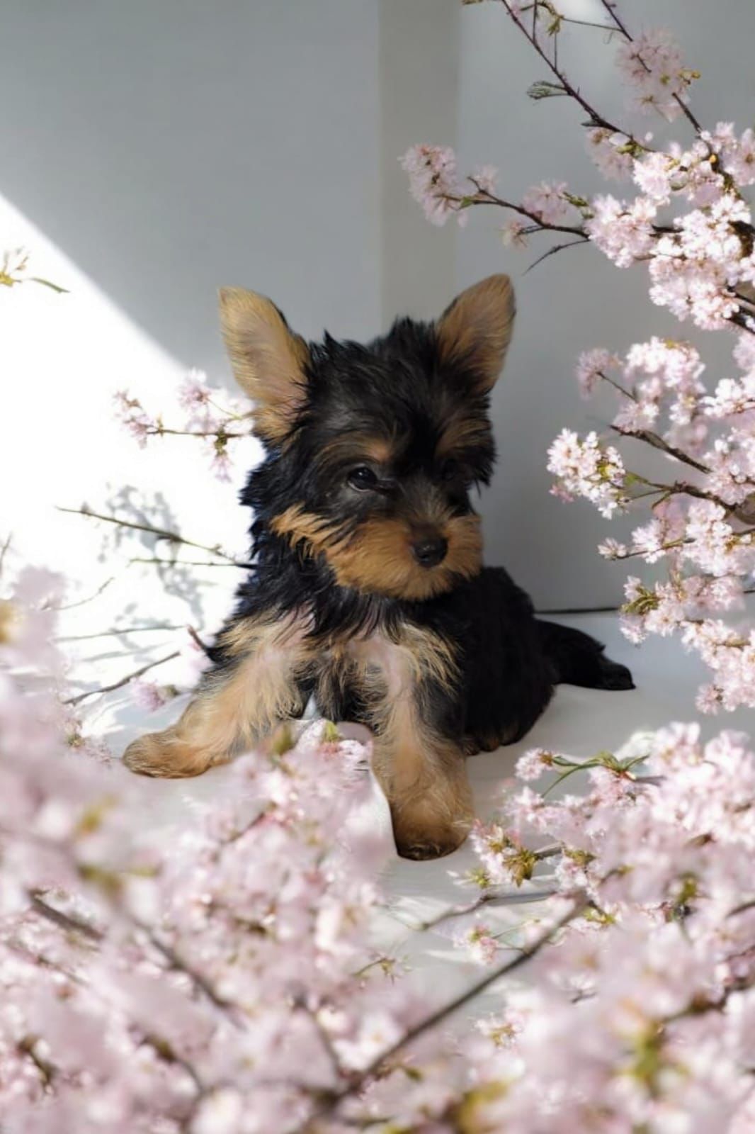 OFERTA CACHORRO YORKIE AMBOS SEXO EN SANTO DOMINGO Y VACUNADOS Foto 7271063-3.jpg