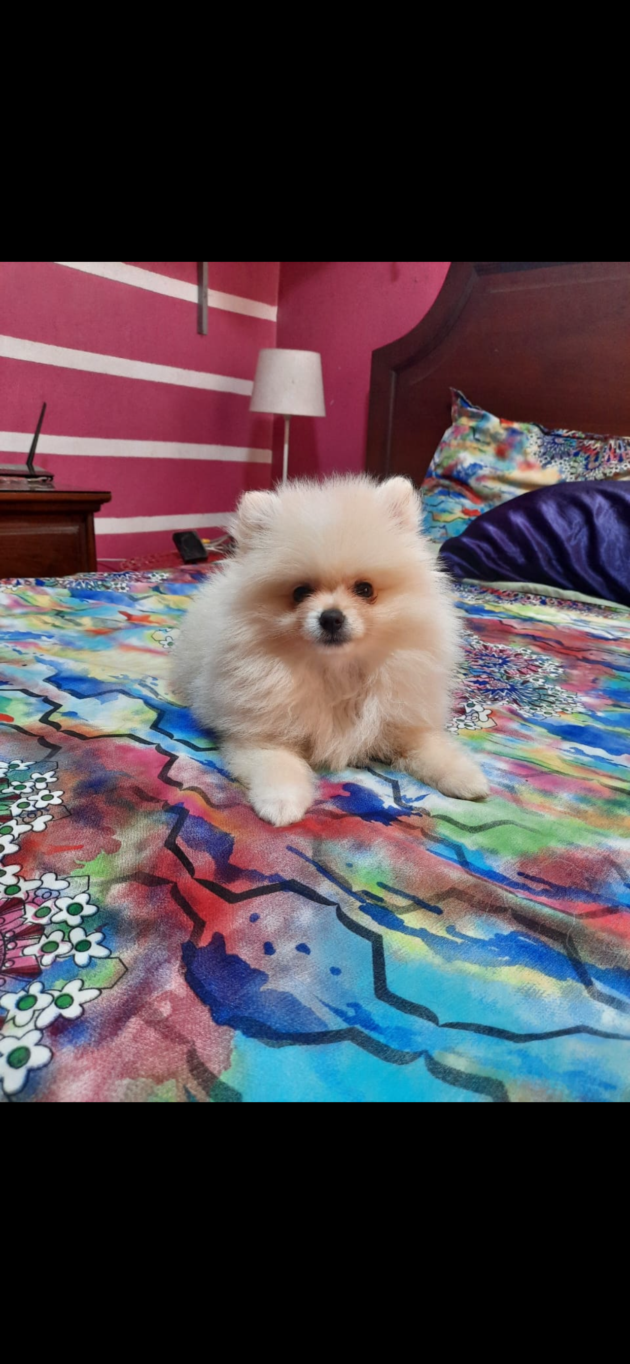 Pomerania mini  Foto 7271150-3.jpg