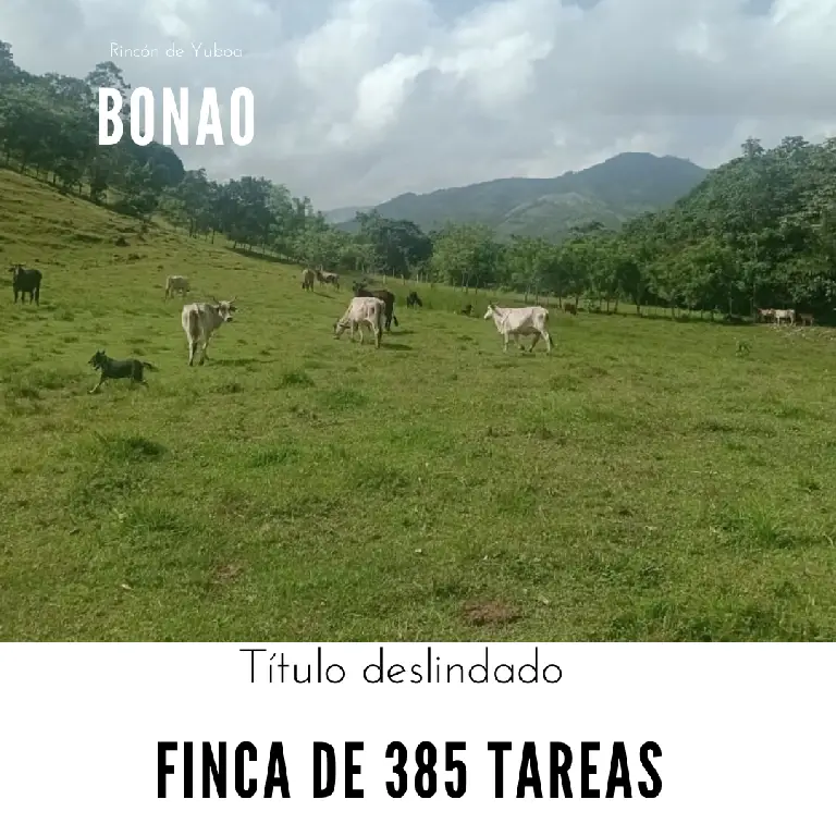 Vendo una finca de 385 tareas Ganadera con vocación Agrícola en Bonao Foto 7271269-1.jpg