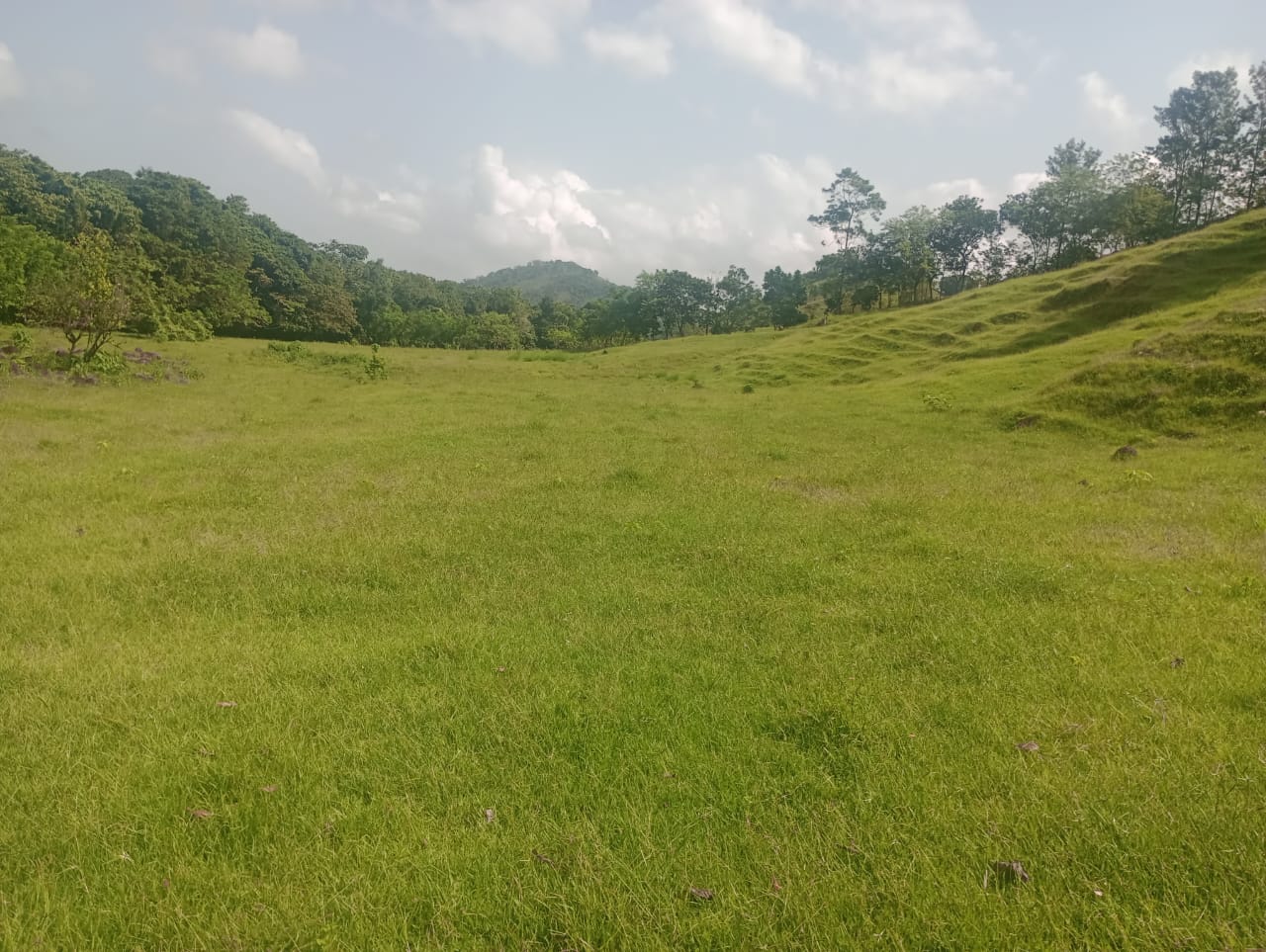Vendo una finca de 385 tareas Ganadera con vocación Agrícola en Bonao Foto 7271269-10.jpg