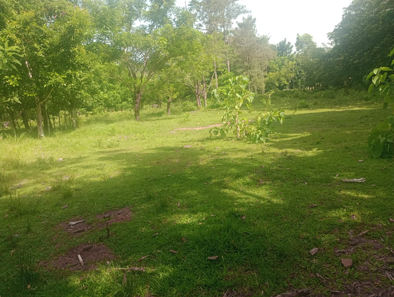 Vendo una finca de 385 tareas Ganadera con vocación Agrícola en Bonao Foto 7271269-12.jpg