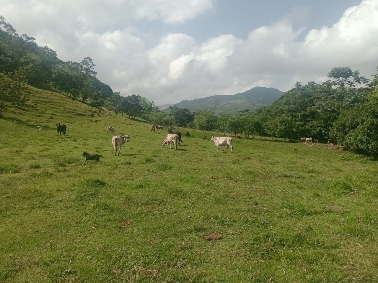 Vendo una finca de 385 tareas Ganadera con vocación Agrícola en Bonao Foto 7271269-2.jpg