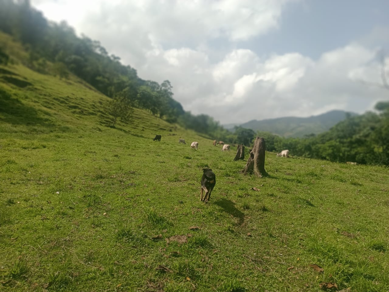 Vendo una finca de 385 tareas Ganadera con vocación Agrícola en Bonao Foto 7271269-3.jpg