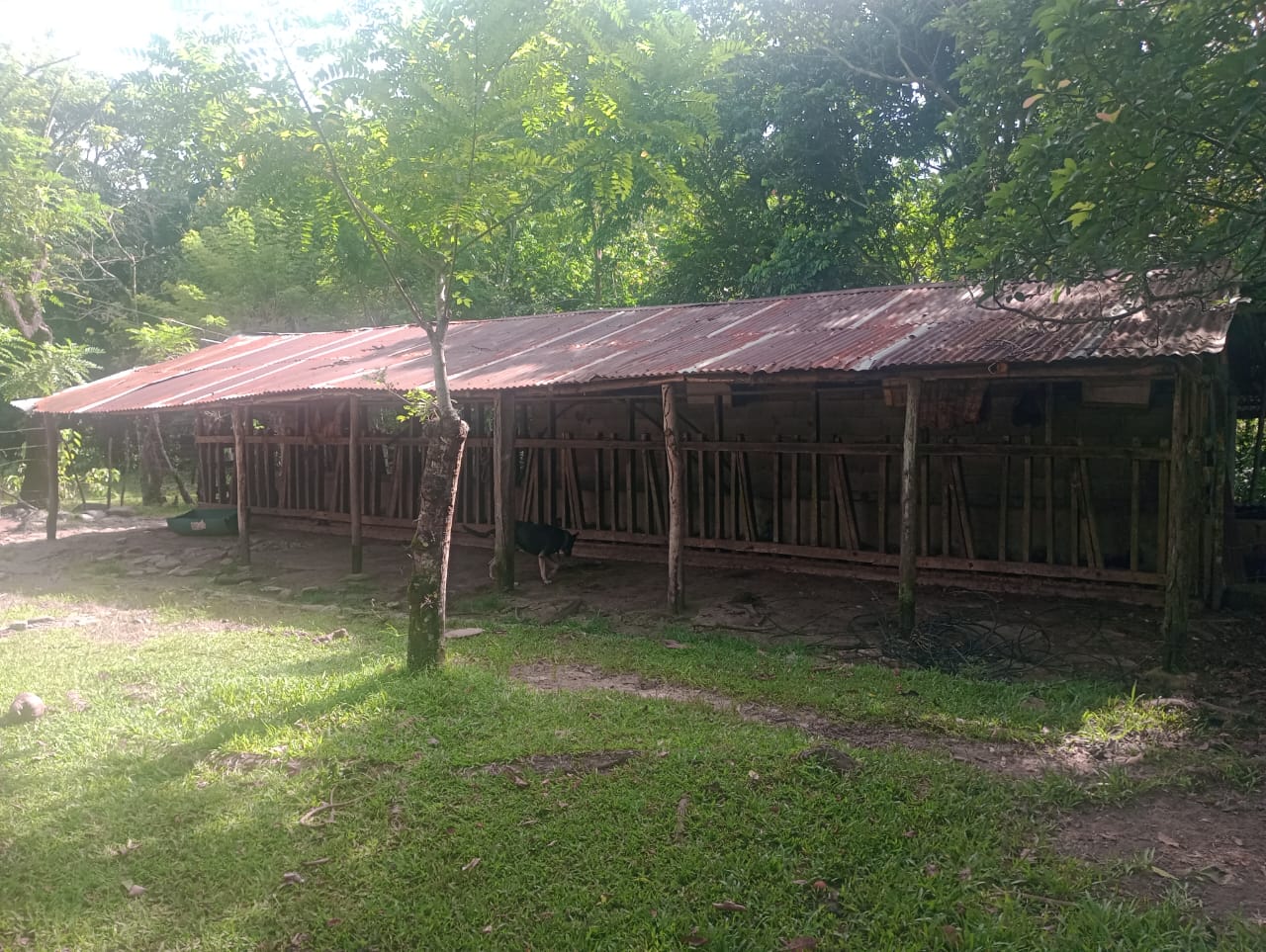Vendo una finca de 385 tareas Ganadera con vocación Agrícola en Bonao Foto 7271269-4.jpg