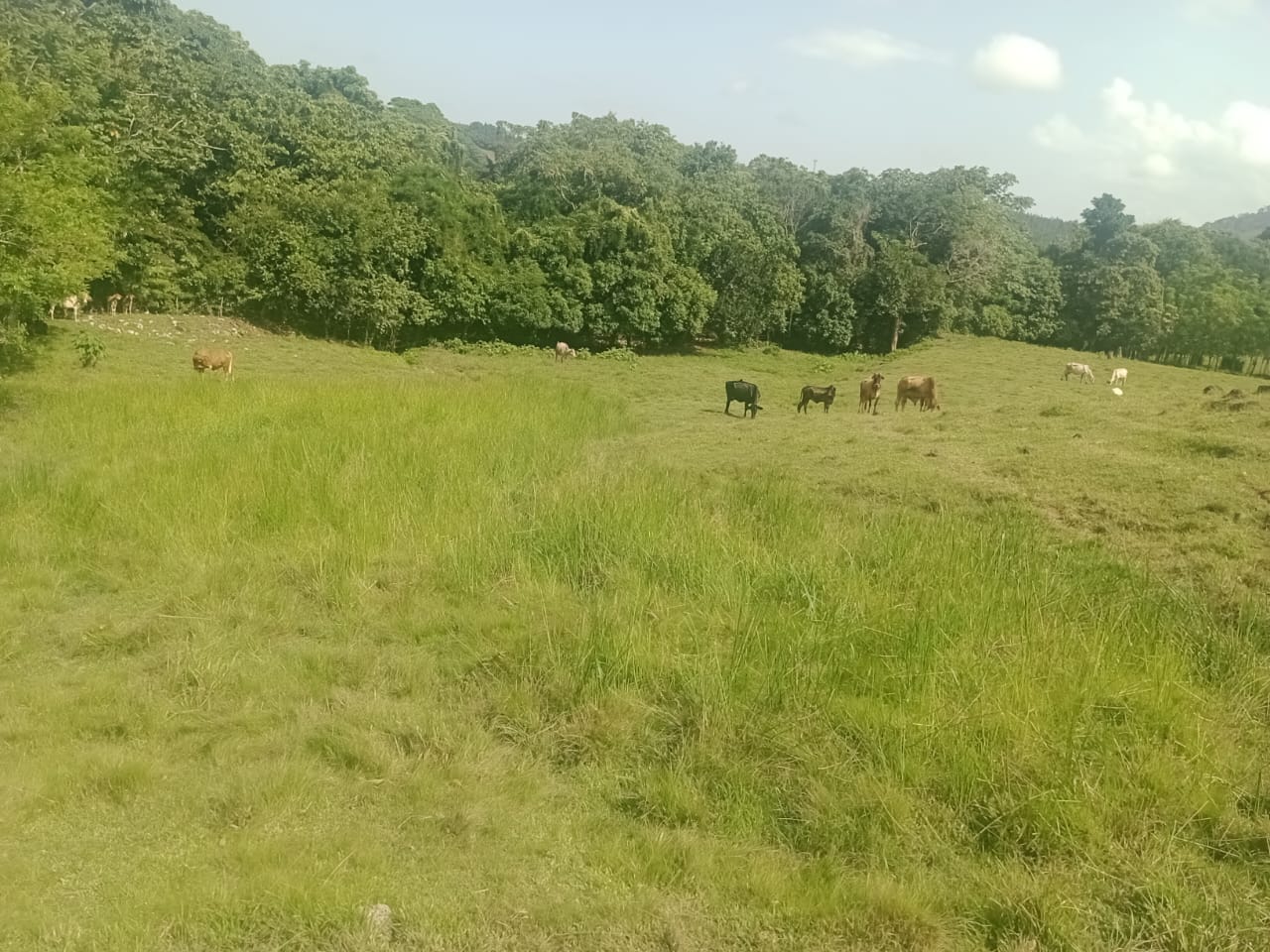 Vendo una finca de 385 tareas Ganadera con vocación Agrícola en Bonao Foto 7271269-5.jpg