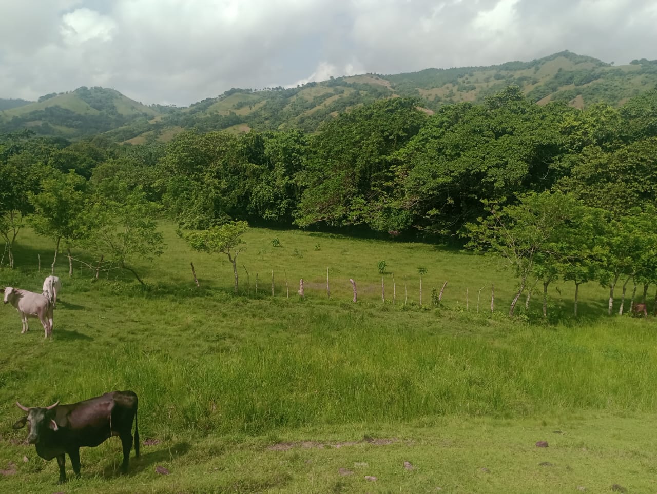 Vendo una finca de 385 tareas Ganadera con vocación Agrícola en Bonao Foto 7271269-8.jpg