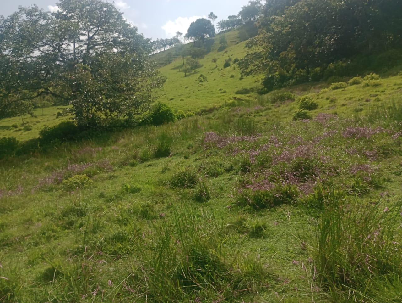 Vendo una finca de 385 tareas Ganadera con vocación Agrícola en Bonao Foto 7271269-9.jpg
