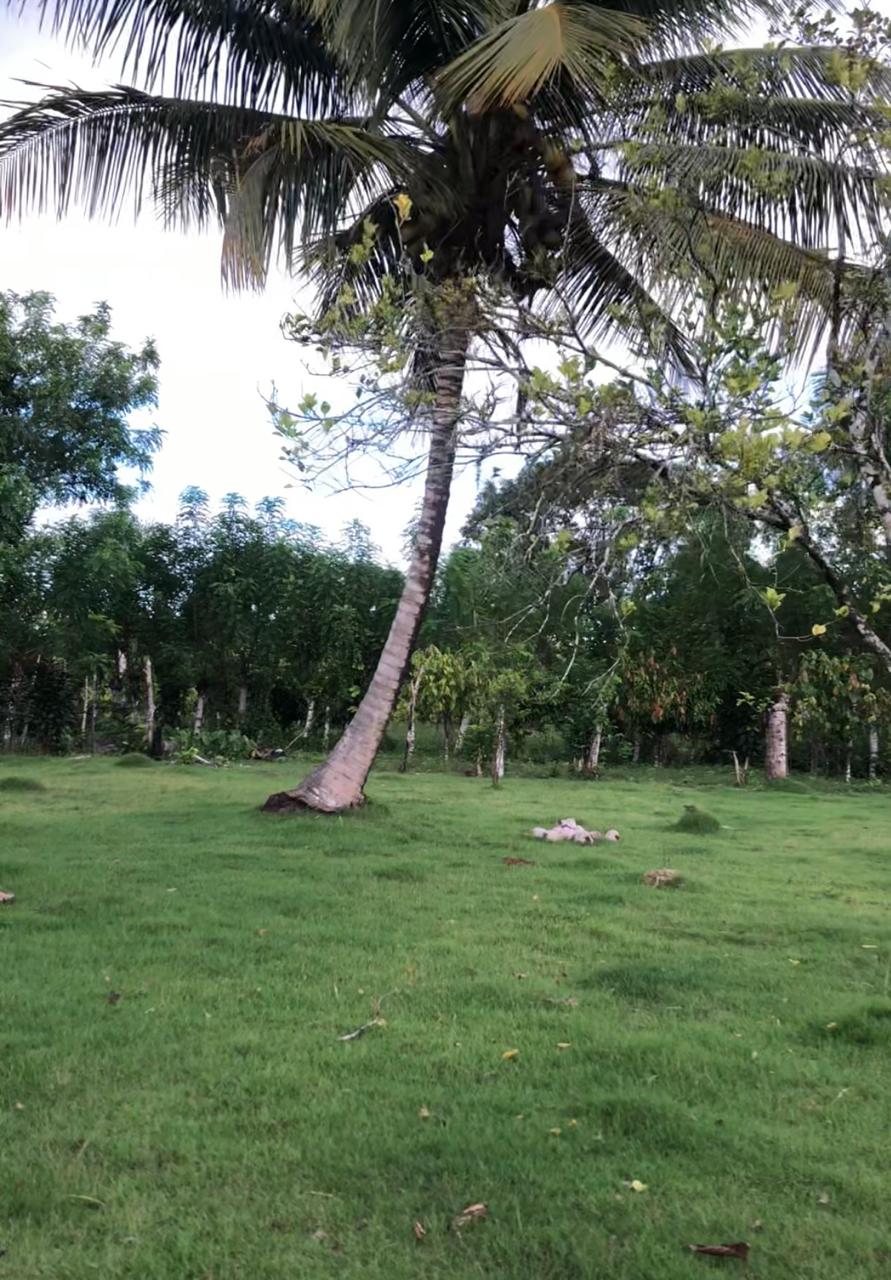 Finca de 254 tareas con Casa campestre y sembrada de grama para la jar Foto 7271312-5.jpg