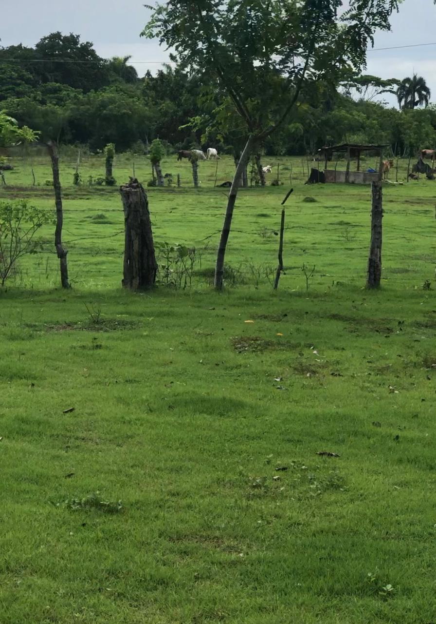 Finca de 254 tareas con Casa campestre y sembrada de grama para la jar Foto 7271312-6.jpg