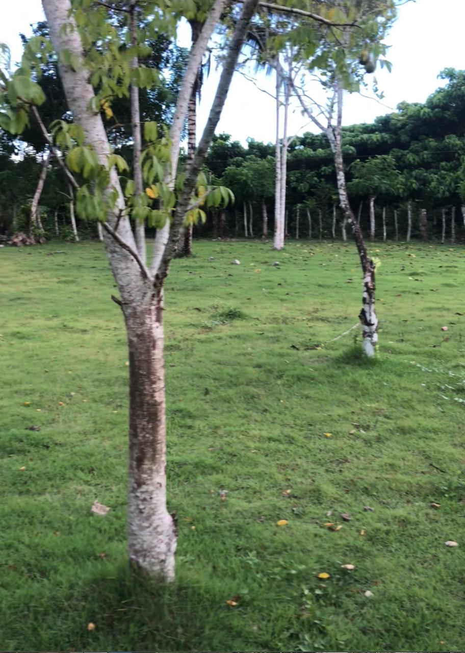 Finca de 254 tareas con Casa campestre y sembrada de grama para la jar Foto 7271312-7.jpg