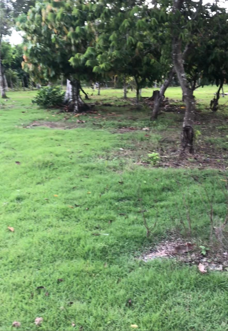 Finca de 254 tareas con Casa campestre y sembrada de grama para la jar Foto 7271312-8.jpg