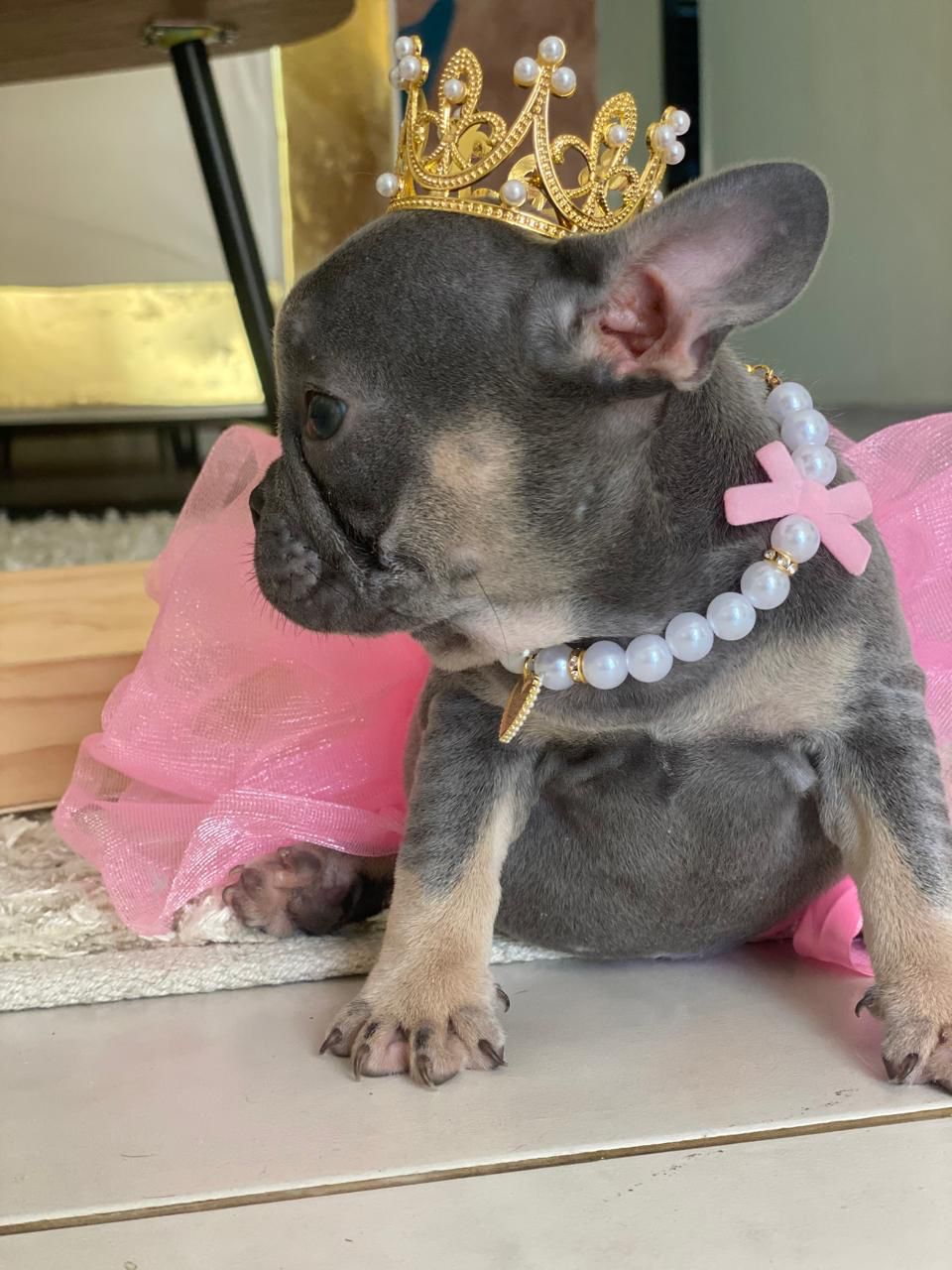 OFERTA CACHORRO BULLDOG FRANCES AMBOS SEXO EN SANTO DOMINGO CON TODO A Foto 7271358-7.jpg