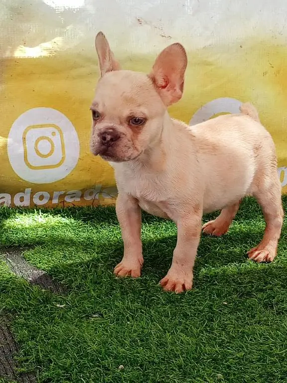 OFERTA CACHORRO BULLDOG FRANCES MACHO EN SANTO DOMINGO Y SE ENTREGA CO Foto 7271360-1.jpg