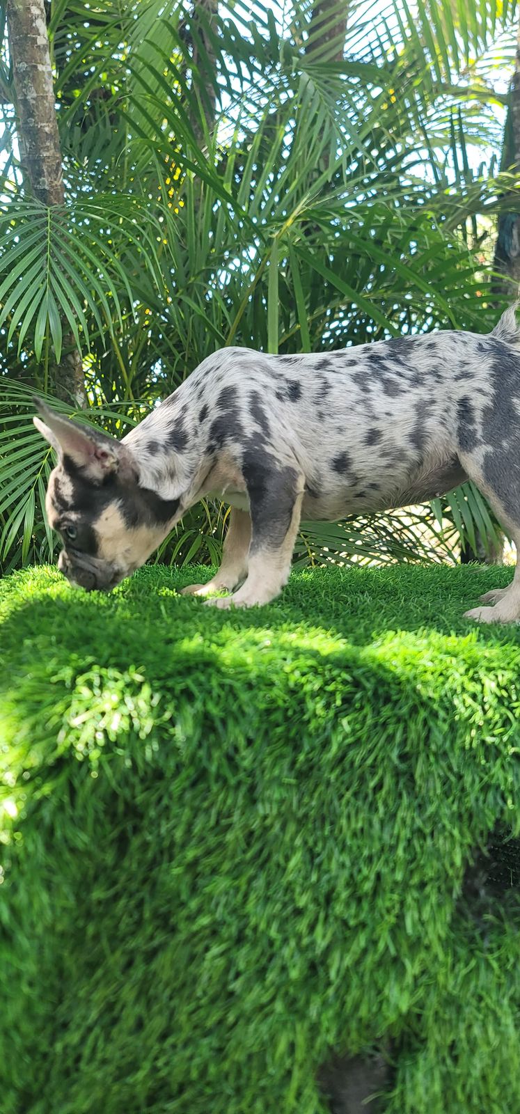 OFERTA CACHORRO BULLDOG FRANCES HEMBRA MERLE EN SANTO DOMINGO Y SE ENT Foto 7271361-1.jpg