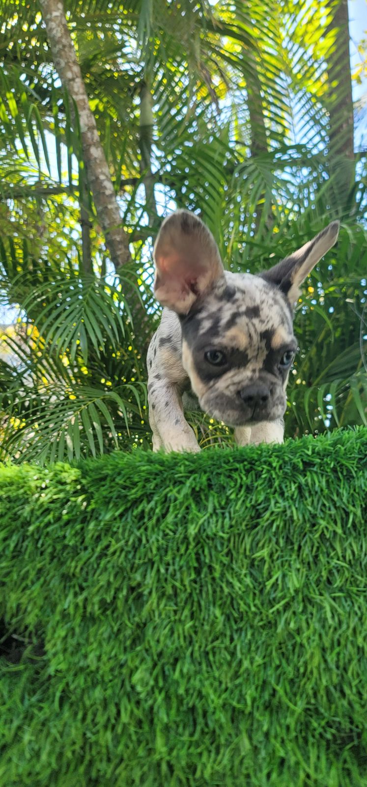 OFERTA CACHORRO BULLDOG FRANCES HEMBRA MERLE EN SANTO DOMINGO Y SE ENT Foto 7271361-2.jpg