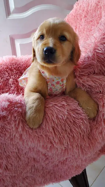 OFERTA CACHORRO GOLDEN RETRIEVER HEMBRA EN SANTO DOMINGO Y SE ENTREGA  Foto 7271362-1.jpg