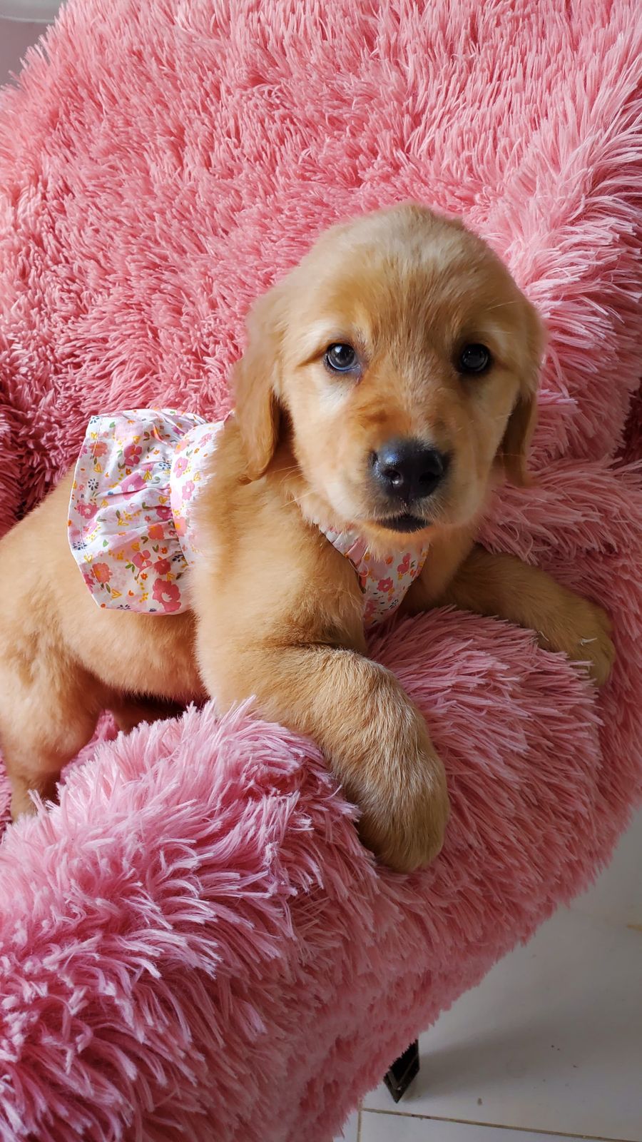 OFERTA CACHORRO GOLDEN RETRIEVER HEMBRA EN SANTO DOMINGO Y SE ENTREGA  Foto 7271362-2.jpg