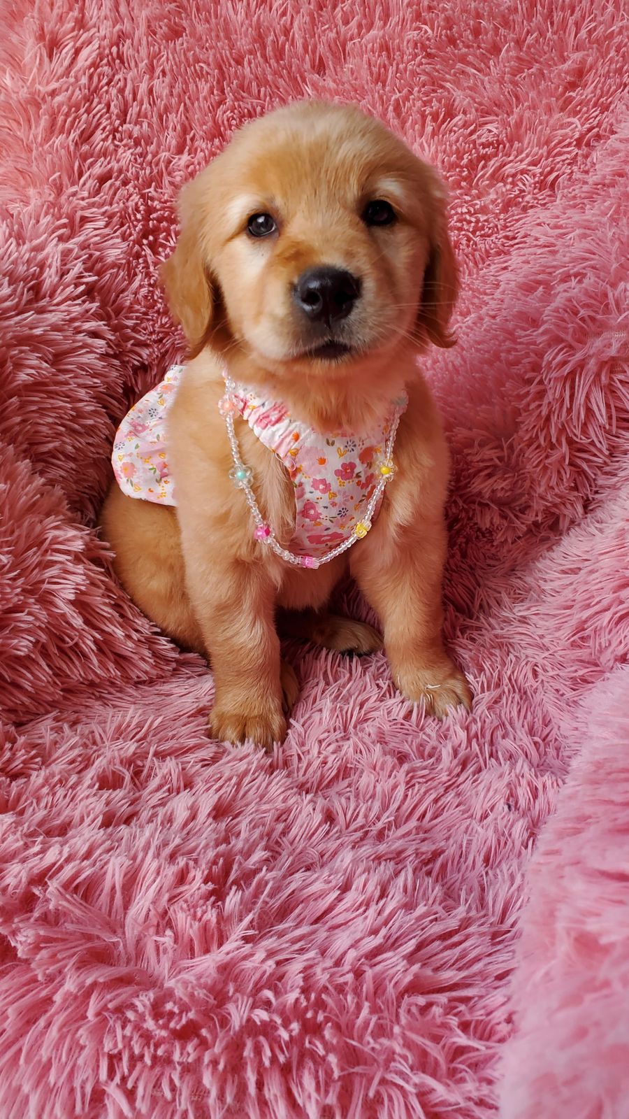 OFERTA CACHORRO GOLDEN RETRIEVER HEMBRA EN SANTO DOMINGO Y SE ENTREGA  Foto 7271362-3.jpg