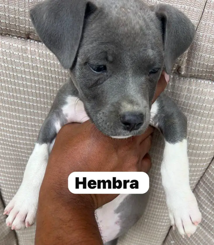 OFERTA CACHORRO PITBULL AMBOS SEXO EN SANTO DOMINGO Y SE ENTREGA CON T Foto 7271364-1.jpg