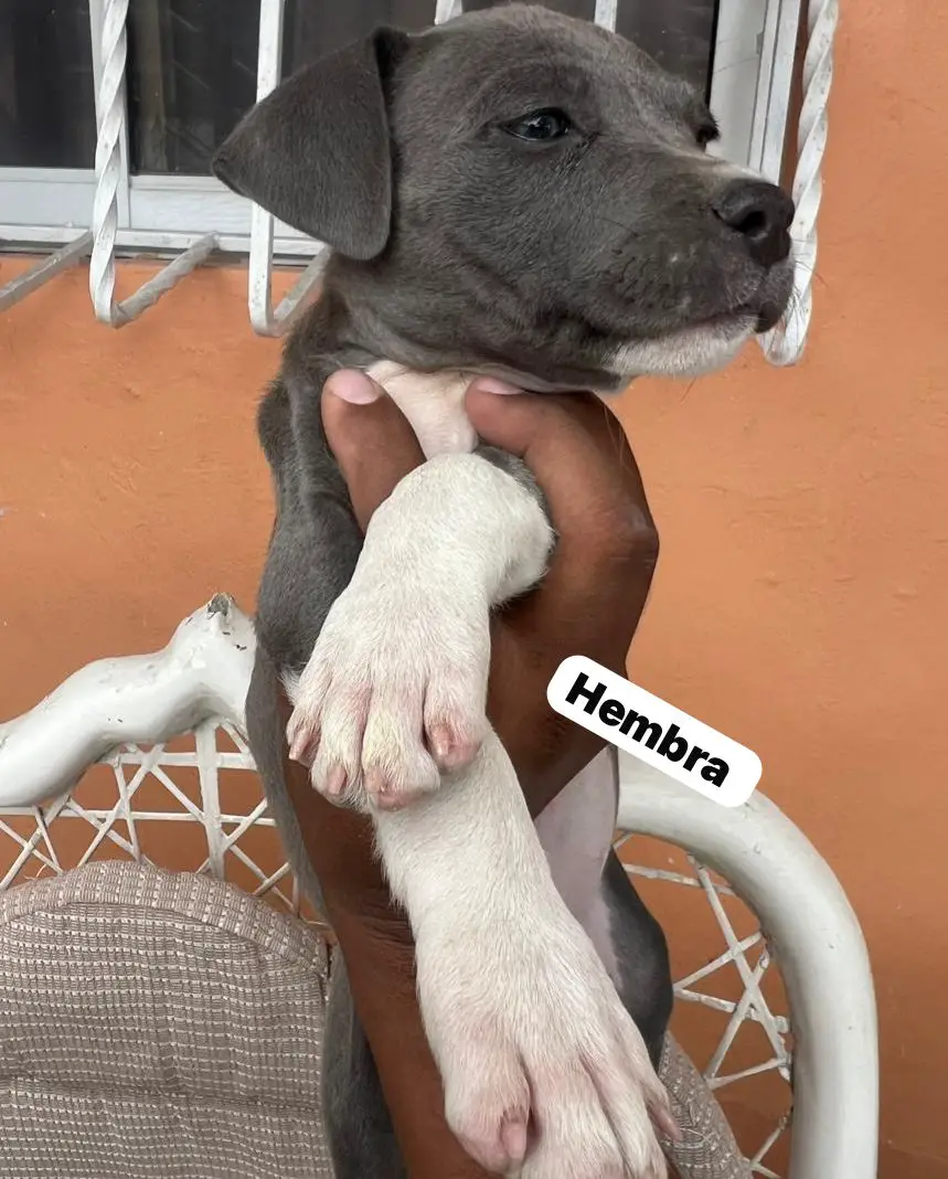 OFERTA CACHORRO PITBULL AMBOS SEXO EN SANTO DOMINGO Y SE ENTREGA CON T Foto 7271364-2.jpg