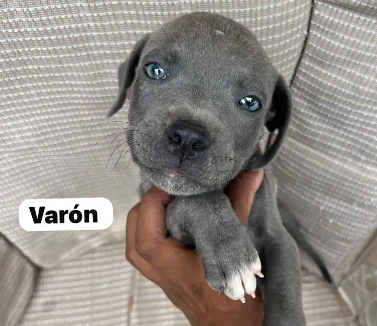 OFERTA CACHORRO PITBULL AMBOS SEXO EN SANTO DOMINGO Y SE ENTREGA CON T Foto 7271364-3.jpg