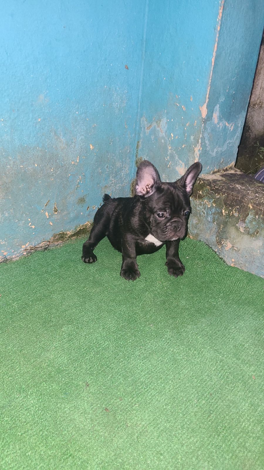 OFERTA CACHORRO BULLDOG FRANCES MACHO EN SANTO DOMINGO Y SE ENTREGA CO Foto 7271366-2.jpg