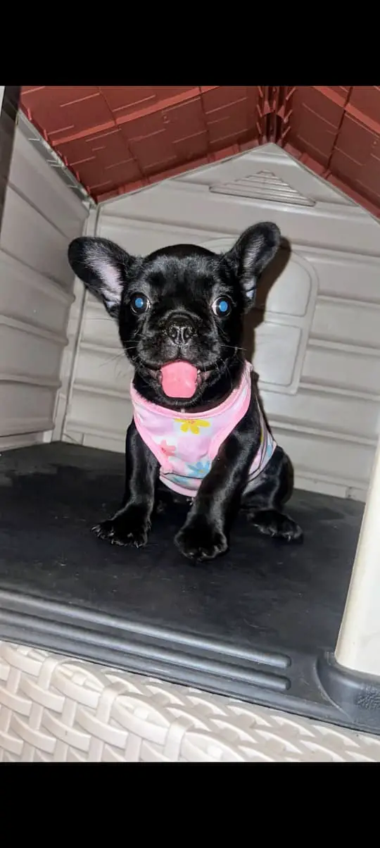 OFERTA CACHORRO BULLDOG FRANCES HEMBRA CON PEDIGREE UBICADO EN SANTO D Foto 7271371-2.jpg