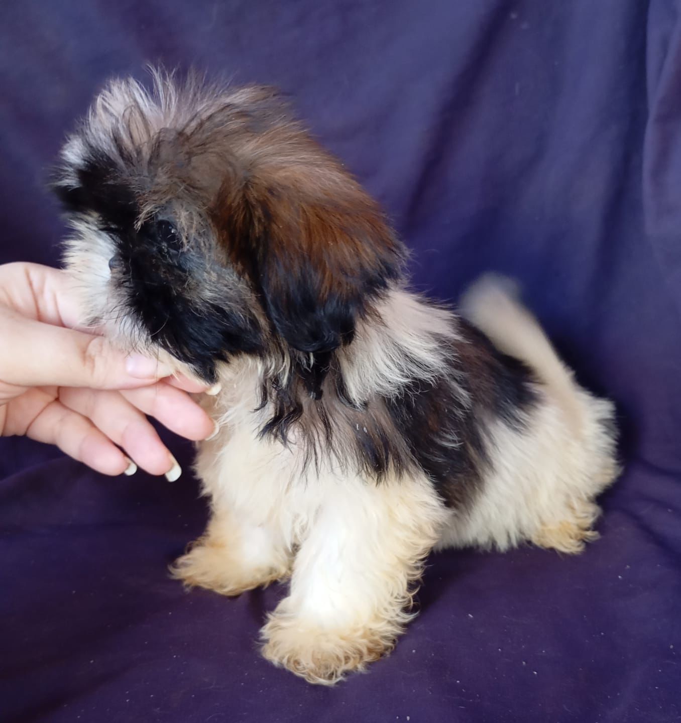 OFERTA CACHORRO SHIH TZU MINI HEMBRA SE ENTREGA CON TODO AL DIA UBICAD Foto 7271377-2.jpg