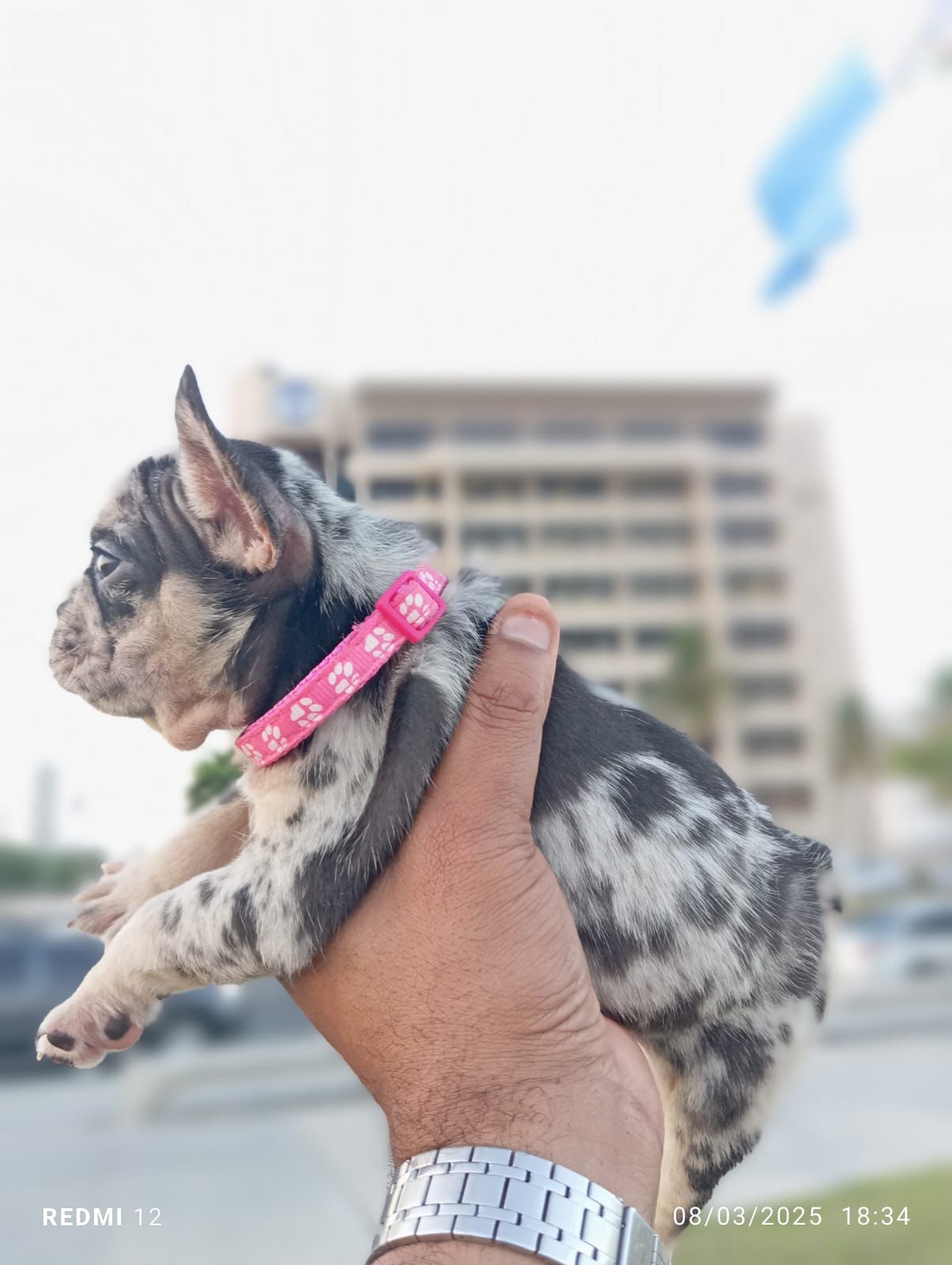 OFERTA CACHORRO BULLDOG FRANCES HEMBRA Y SE ENTREGA CON TODO AL DIA UB Foto 7271382-2.jpg