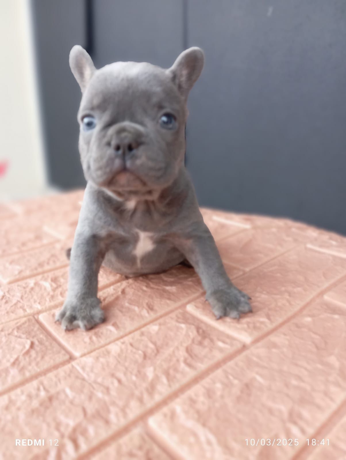 OFERTA CACHORRO BULLDOG FRANCES HEMBRA Y SE ENTREGA CON TODO AL DIA UB Foto 7271382-3.jpg