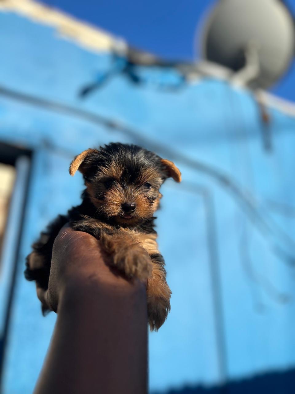 Yorkie Ambos Sexos  Foto 7271399-3.jpg