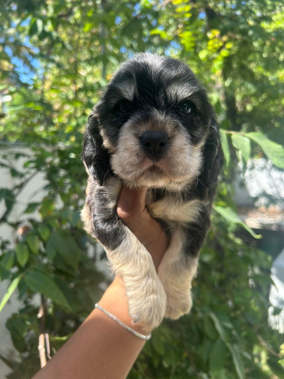OFERTA CACHORRO COCKER SPANIEL MACHO EN SANTO DOMINGO VACUNA AL DIA Foto 7271473-1.jpg