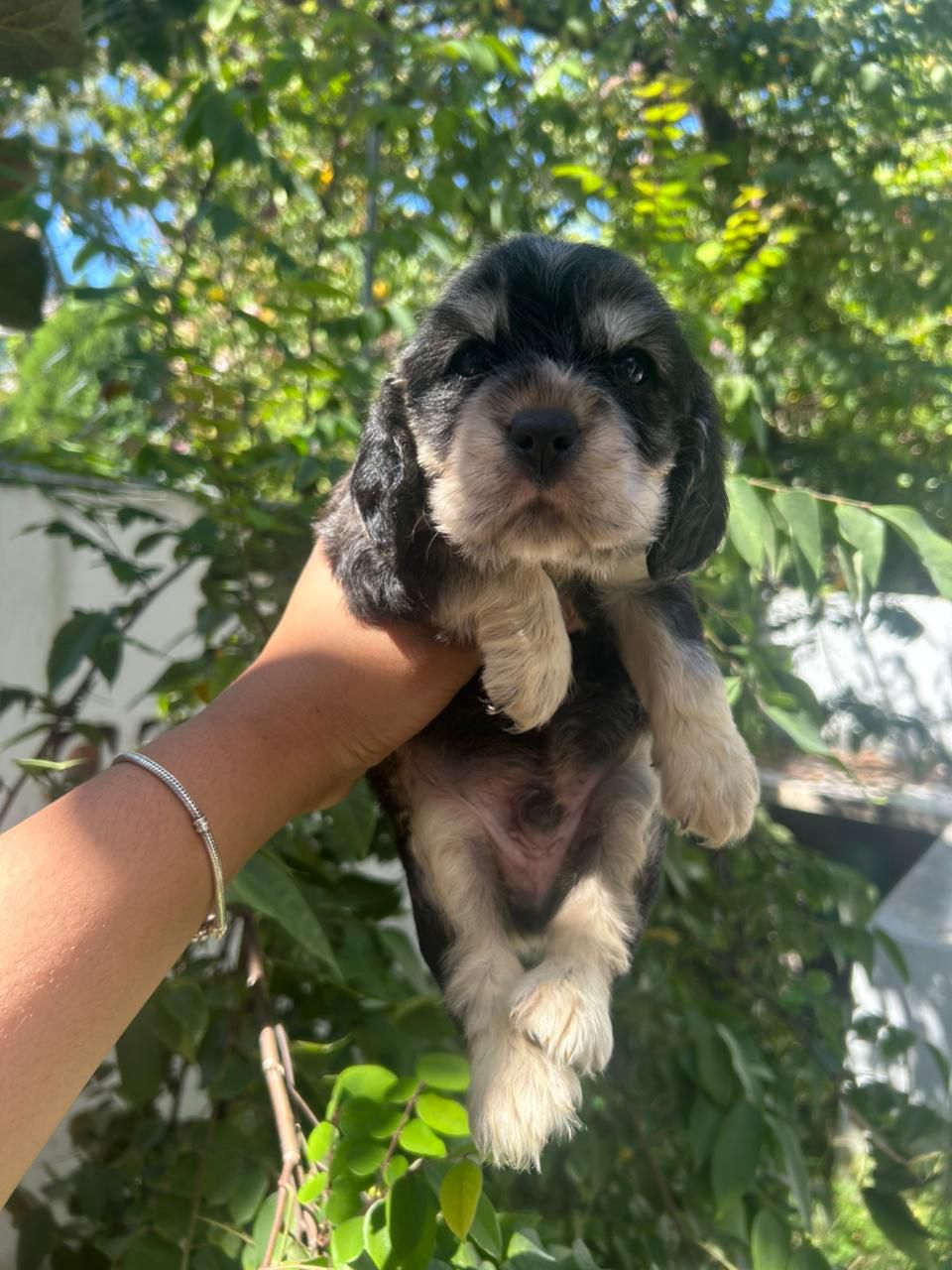 OFERTA CACHORRO COCKER SPANIEL MACHO EN SANTO DOMINGO VACUNA AL DIA Foto 7271473-2.jpg