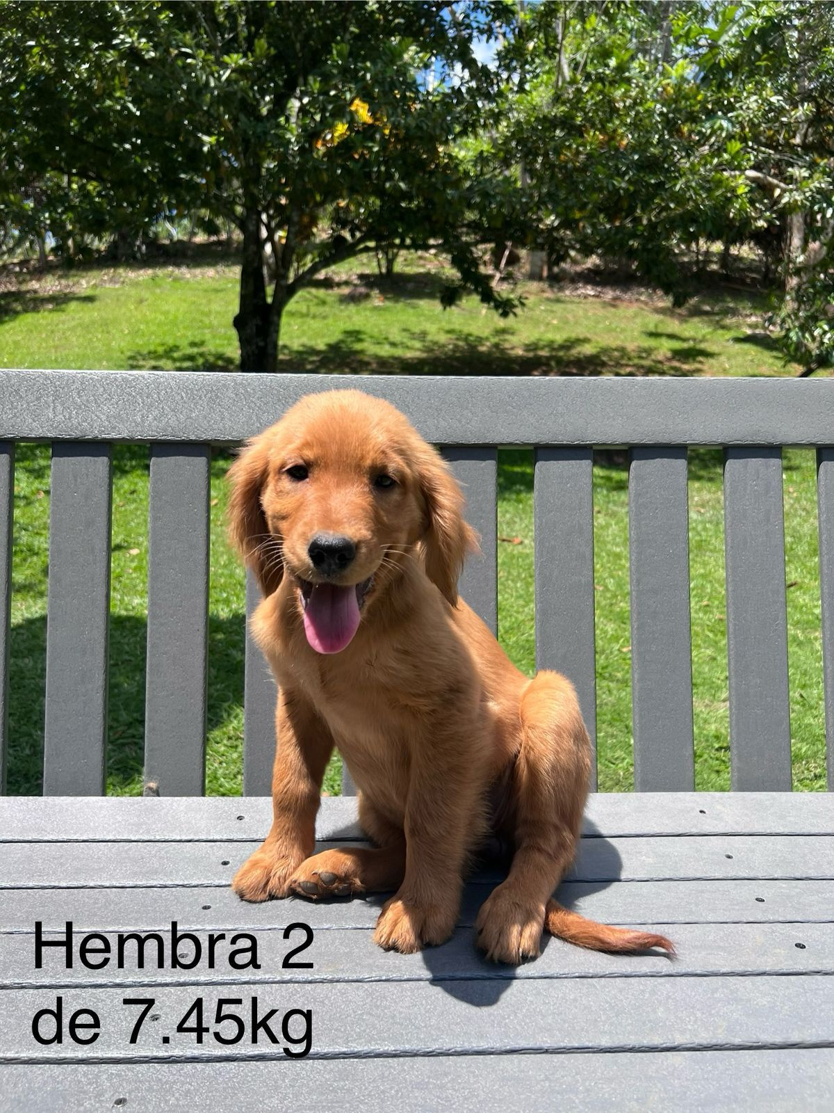 OFERTA CACHORRO GOLDEN RETRIEVER AMBOS SEXO EN SANTO DOMINGO Foto 7271474-2.jpg