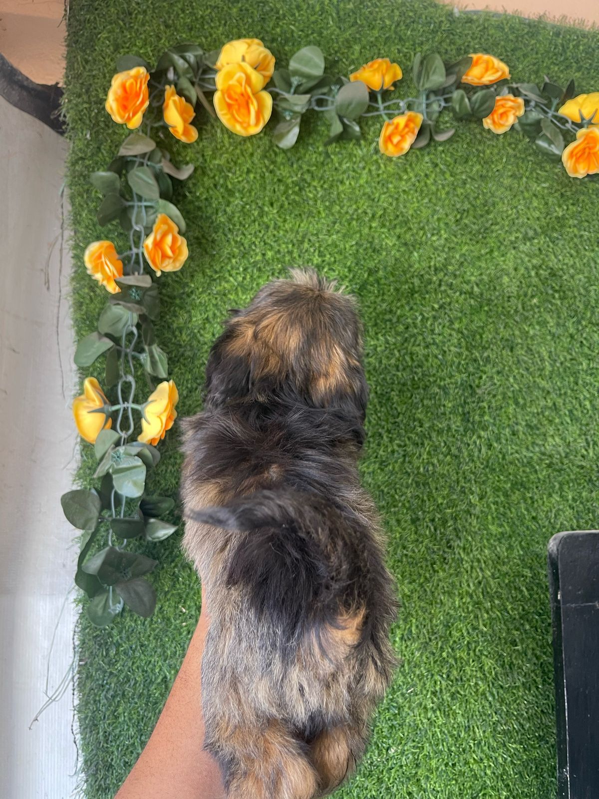 OFERTA CACHORRO SHIPOO MACHO EN SANTO DOMINGO Y TODO AL DIA Foto 7271477-2.jpg